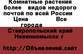 Комнатные растения более200видов недорого почтой по всей России › Цена ­ 100-500 - Все города  »    . Ставропольский край,Невинномысск г.